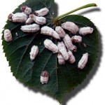 Single scale insect
